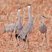 Sandhill Crane